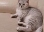 Little Jimmy - Scottish Straight Cat For Sale - Herndon&comma; VA&comma; US
