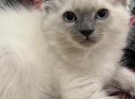 Leo - Ragdoll Cat For Sale - Chambersburg&comma; PA&comma; US