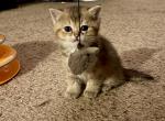 Black golden shaded - British Shorthair Cat For Sale - Fort Wayne&comma; IN&comma; US