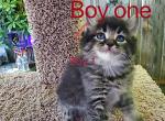 Boy 1 - Maine Coon Cat For Sale - Kent&comma; WA&comma; US
