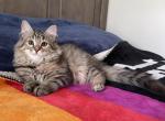 Lavanda - Siberian Cat For Sale - Melbourne&comma; FL&comma; US