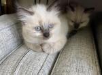 LOVELY FLUFFY BOY KITTEN - Siamese Cat For Sale - Westfield&comma; MA&comma; US