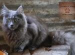Tango - Maine Coon Cat For Sale - Santa Maria&comma; CA&comma; US