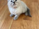 Ragdolls2 - Ragdoll Cat For Sale - Boston&comma; MA&comma; US