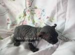 Amelia - Sphynx Cat For Sale - Columbus&comma; OH&comma; US