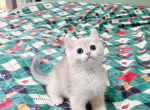 sugar - British Shorthair Cat For Sale - Staten Island&comma; NY&comma; US