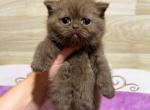 Chocolate solid chubby baby girl Valkiria - British Shorthair Cat For Sale - Los Angeles&comma; CA&comma; US