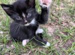 Oreo - American Shorthair Cat For Sale - Columbus&comma; GA&comma; US