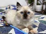 Blanche - Ragdoll Cat For Sale - Tuscaloosa&comma; AL&comma; US