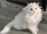 Nadin - Scottish Fold Cat For Sale - Hollywood&comma; FL&comma; US