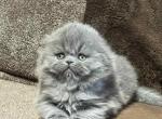 Tuffy - Scottish Fold Cat For Sale - Hollywood&comma; FL&comma; US