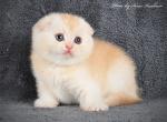Umi - Scottish Fold Cat For Sale - Hollywood&comma; FL&comma; US