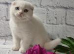 Zorro - Scottish Fold Cat For Sale - Hollywood&comma; FL&comma; US