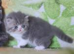 Martin - Exotic Cat For Sale - Hollywood&comma; FL&comma; US