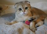 Murik - British Shorthair Cat For Sale - San Mateo&comma; CA&comma; US