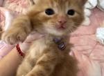 Cinnamon - Domestic Cat For Sale - Bronx&comma; NY&comma; US