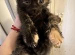 Tiara - Domestic Cat For Sale - Bronx&comma; NY&comma; US