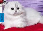 Poseidon - Scottish Fold Cat For Sale - Hollywood&comma; FL&comma; US