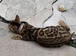 Chanelcoco - Bengal Cat For Sale - Miami&comma; FL&comma; US