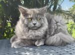 Jackpot - Siberian Cat For Sale - Melbourne&comma; FL&comma; US