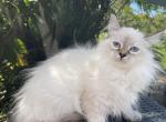 Lavita - Siberian Cat For Sale - Melbourne&comma; FL&comma; US