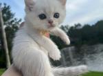 Kiwi - British Shorthair Cat For Sale - Jacksonville&comma; FL&comma; US