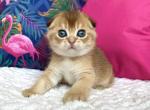 Baks - Scottish Fold Cat For Sale - Hollywood&comma; FL&comma; US