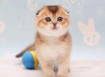 Ricotta - Scottish Fold Cat For Sale - Hollywood&comma; FL&comma; US