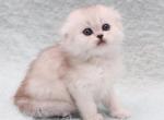 Roxanna - Scottish Fold Cat For Sale - Hollywood&comma; FL&comma; US