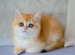 Chester - British Shorthair Cat For Sale - Hollywood&comma; FL&comma; US