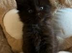 Aprado - Maine Coon Cat For Sale - Manchester Township&comma; NJ&comma; US