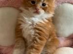 Serena - Maine Coon Cat For Sale - Manchester Township&comma; NJ&comma; US