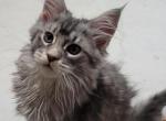 Belle - Maine Coon Cat For Sale - Montgomery&comma; MA&comma; US