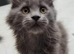 Markiza - Maine Coon Cat For Sale - Montgomery&comma; MA&comma; US