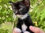 Poki - American Shorthair Cat For Sale - Columbus&comma; GA&comma; US
