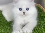Nolan - British Shorthair Cat For Sale - Chicago&comma; IL&comma; US