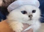 The Miracle - British Shorthair Cat For Sale - Fort Wayne&comma; IN&comma; US