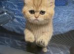 Autumn - British Shorthair Cat For Sale - Gainesville&comma; GA&comma; US