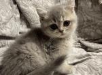 Nala - British Shorthair Cat For Sale - Gainesville&comma; GA&comma; US