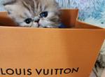 GORGEOUS Girls - Persian Cat For Sale - Grand Rapids&comma; MI&comma; US