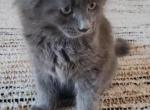 Valerie - Maine Coon Cat For Sale - Montgomery&comma; MA&comma; US