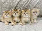 British shorthaired kittens - British Shorthair Cat For Sale - Thornton&comma; CO&comma; US