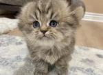 Scottish fold female - Scottish Fold Cat For Sale - Thornton&comma; CO&comma; US