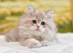Umka1 - British Shorthair Cat For Sale - Chicago&comma; IL&comma; US