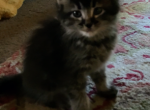 Girl one - Maine Coon Cat For Sale - Kent&comma; WA&comma; US