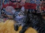 Tabitha - Maine Coon Cat For Sale - Kent&comma; WA&comma; US