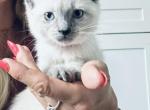 bella - Siamese Cat For Sale - Barrington&comma; IL&comma; US