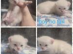 Highlander liter - Highlander Cat For Sale - Frenchtown&comma; MI&comma; US