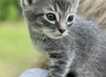Lilac - American Shorthair Cat For Sale - Columbus&comma; GA&comma; US
