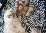 Seal Mink kittens - Ragdoll Cat For Sale - Attica&comma; MI&comma; US